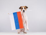 Un chien avec le drapeau de la Russie dans la gueule