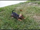 Une jeune Jackshund disponible à l'adoption