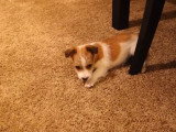 Un adorable petit Jack-A-Poo