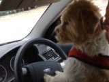 Un Jack-A-Poo conduit une voiture
