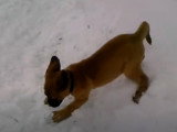 Un Saint Bermastiff joue dans la neige