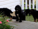 Des petits Shepadoodle à vendre