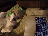 Un Corgipom regarde des vidéos sur Youtube