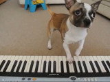 Un Chi Staffy Bull joue du piano