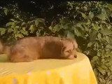 Un adorable Cavapom allongé au soleil