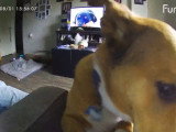 Ce Corgi Basset a activé la caméra de surveillance
