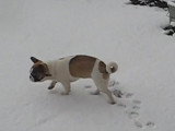 Une French Bullnese s'amuse dans la neige