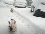 Un Free-Lance Bulldog joue dans la neige