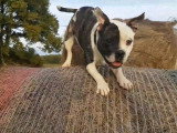 Un Frenchie Staff grimpe sur des bottes de foin