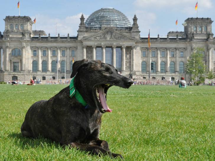 L'Allemagne : combien de chiens, et quel nombre par habitant ?