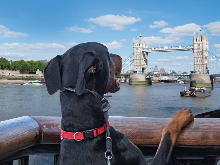 Un chien en train de regarder le Tower Bridge depuis le bord de la Tamise, à Londres