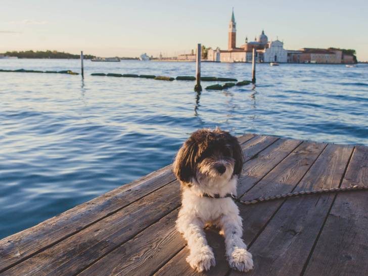 Un chien allongé sur un quai en bois à Venise (Italie), avec en arrière-plan la place Saint-Marc