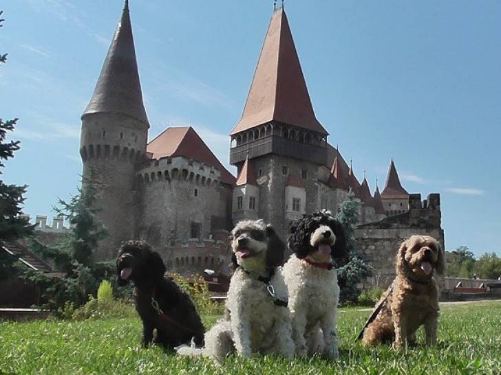 Statistiques et infos sur les chiens en Roumanie : nombre, popularité, races interdites...