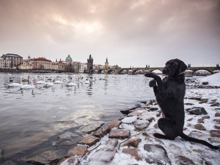 Un chien au bord de la Vltava à Prague (République Tchèque), avec en arrière-plan le pont Charles