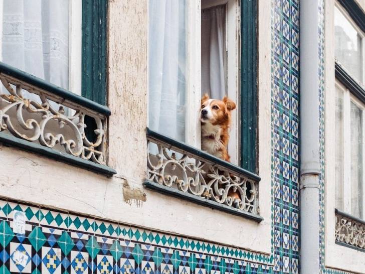 Le Portugal : combien de chiens, et quel nombre par habitant ?