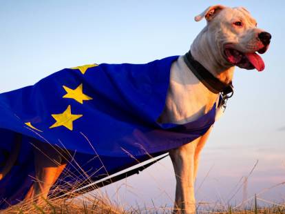 Les 10 pays d'Europe qui comptent le plus de chiens