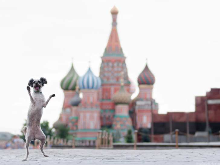 La Russie : combien de chiens, et quel nombre par habitant ?
