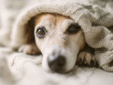 Un chien malade couché sous une couverture