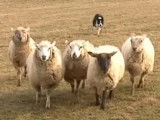 Impressionnante démonstration de travail sur troupeau par un Border Collie