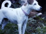 À la découverte du Parson Russell Terrier