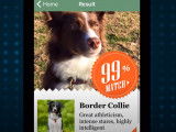 Une application pour connaître la race d'un chien