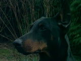 Reportage sur le Dobermann : tempérament, santé, alimentation…