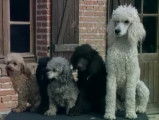 Reportage sur le Caniche : tempérament, santé, alimentation…