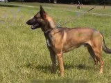 Tout savoir sur le Berger Belge Malinois