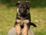 Les 10 plus beaux chiens