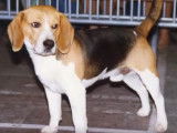 Tout savoir sur le Beagle