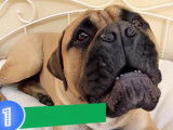 Les 10 chiens les plus protecteurs