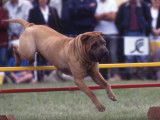 Tout savoir sur le Shar-Pei
