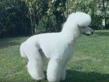 Tout savoir sur le Caniche