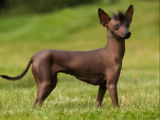 Compilation de chiens bizarres