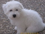 Tout savoir sur le Coton de Tulear