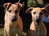 Tout savoir sur le Whippet