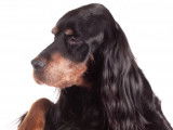 Tout sur le Setter Gordon