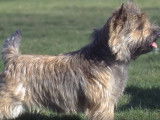 Tout savoir sur le Cairn Terrier