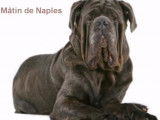 Compilation des chiens les plus populaires