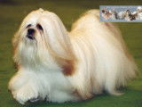 Présentation du Lhassa Apso