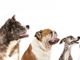 Chiens préférés des Français : les races les plus populaires en France
