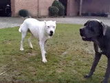 Bagarre entre Cane Corso et Dogue Argentin : qui est le plus fort ?