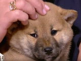 Adopter un Shiba Inu