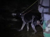 L'American English Coonhound, chien de chasse agile