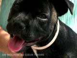 Reportage sur le Staffordshire Bull Terrier