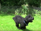 Chien familial par excellence : le Barbet