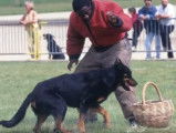 Présentation du Beauceron