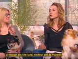 Présentation du Berger des Shetland