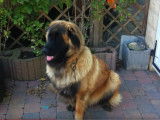 Le chien de montagne portugais