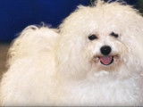Présentation du Bichon Frisé